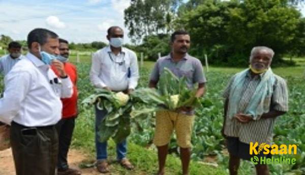 ICAR-IIHR के नीम के बीज पाउडर चूर्ण फॉर्मूलेशन के माध्यम से गोभी और फूलगोभी के कीटों के पर्यावरण के अनुकूल प्रबंधन